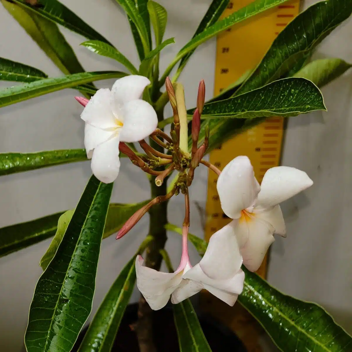 Plumeria Pudica (Light Pink) - Image 13