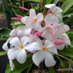 Plumeria Pudica (Light Pink)