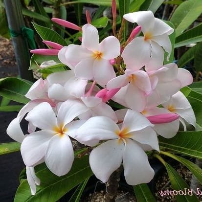 Plumeria Pudica (Light Pink)