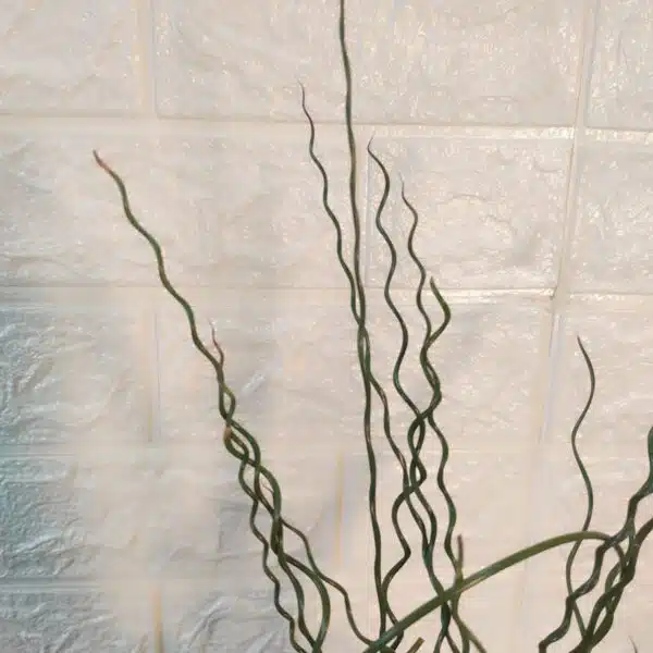 Juncus Effusus 'Spiralis'(Corkscrew Rush) - Image 8