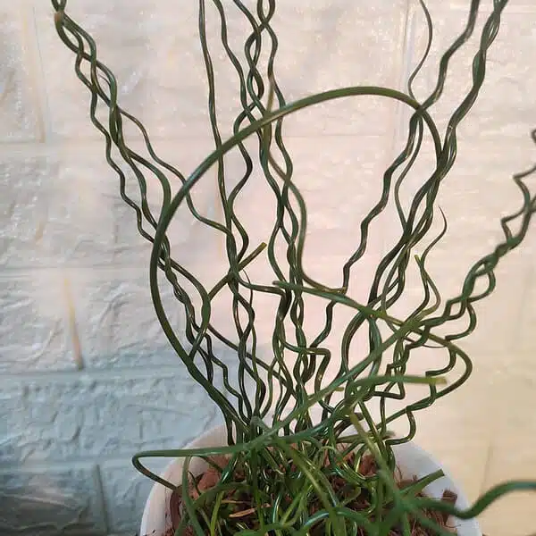 Juncus Effusus 'Spiralis'(Corkscrew Rush) - Image 9