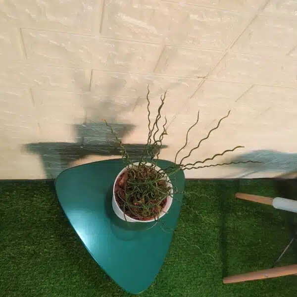 Juncus Effusus 'Spiralis'(Corkscrew Rush) - Image 6