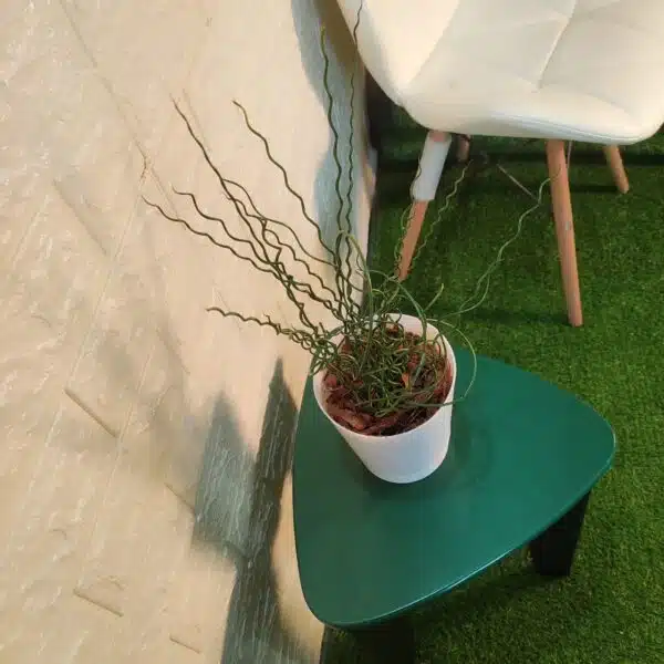 Juncus Effusus 'Spiralis'(Corkscrew Rush) - Image 5