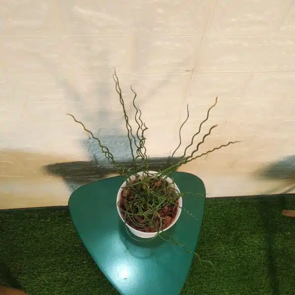 Juncus Effusus 'Spiralis'(Corkscrew Rush) - Image 7