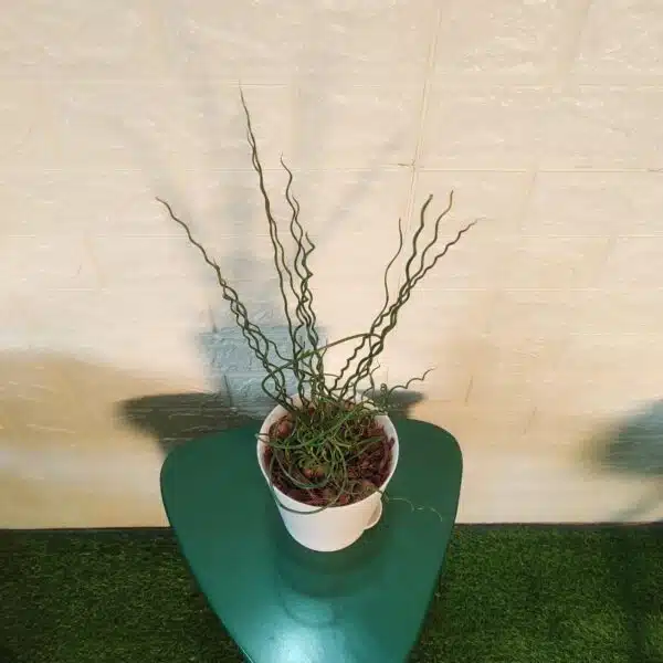 Juncus Effusus 'Spiralis'(Corkscrew Rush) - Image 4