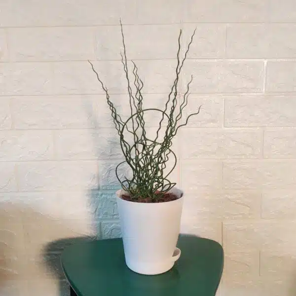 Juncus Effusus 'Spiralis'(Corkscrew Rush) - Image 3