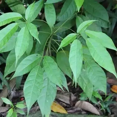Tabebuia Rosea (Pink poui/Rosy trumpet) tree Pink - Image 5