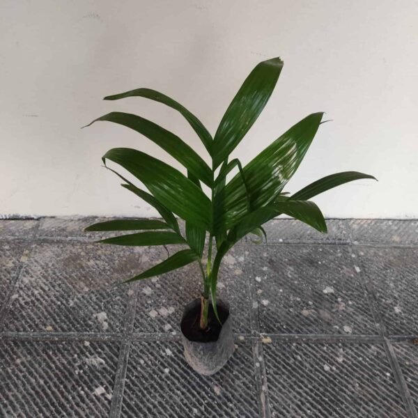Hybrid Dwarf Betel Nut Supari Plant - Image 3