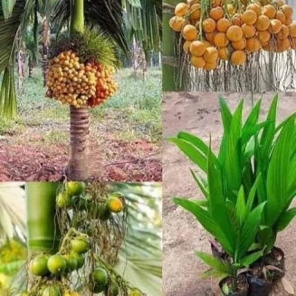 Hybrid Dwarf Betel Nut Supari Plant plant