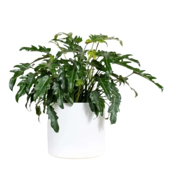 Philodendron Xanadu (Thaumatophyllum Xanadu) Green - Image 8