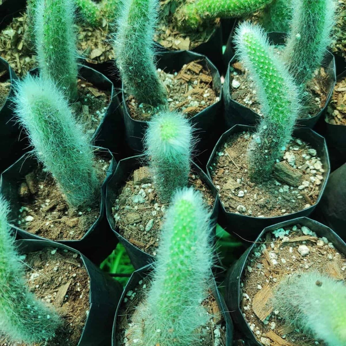 Cleistocactus Winteri (Hildewintera colademononis)-White Monkey Tail Cactus - Image 3