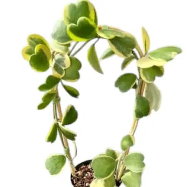 Hoya Heart (Kerrii) Variegated Multi Leaf - Image 7