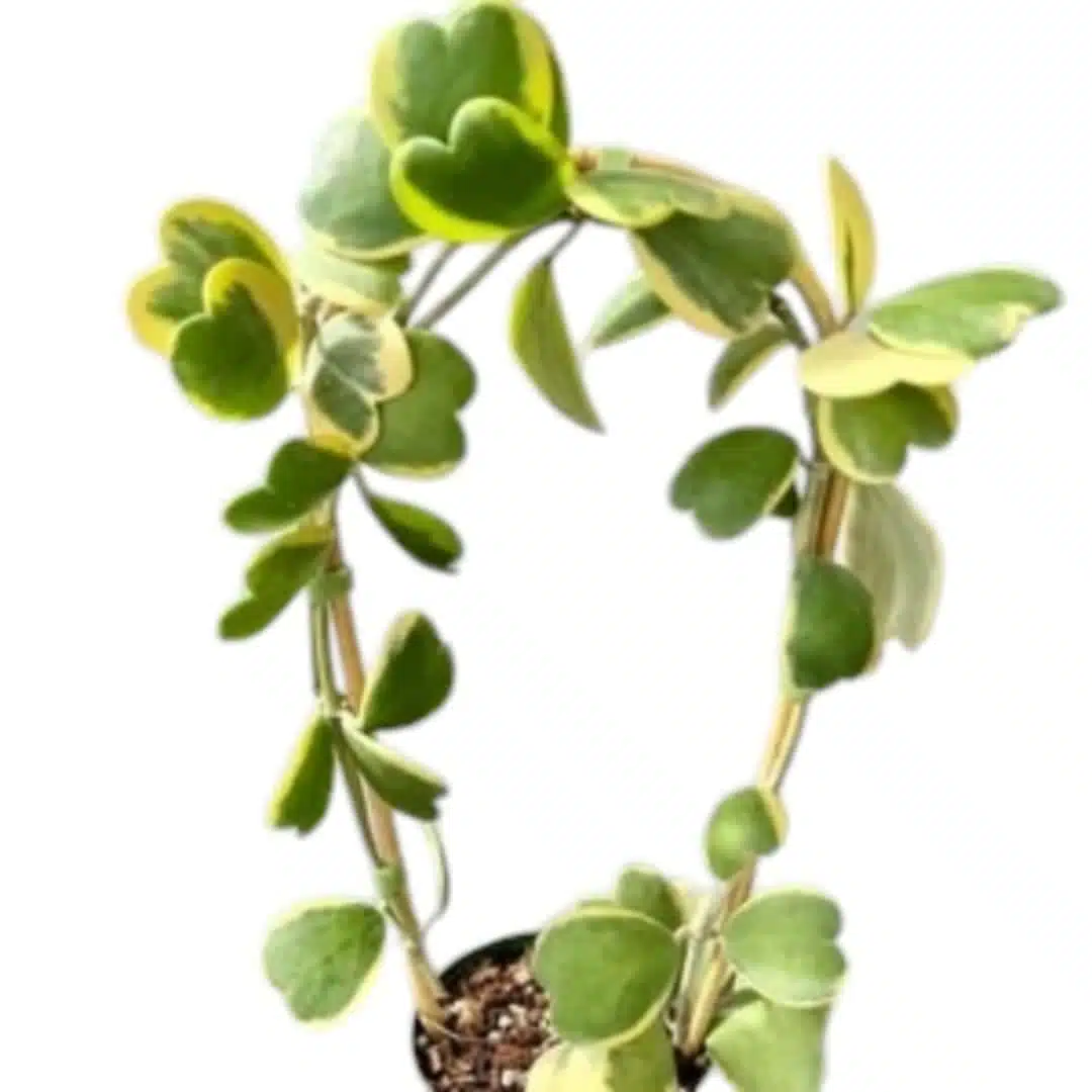 Hoya Heart (Kerrii) Variegated Multi Leaf - Image 7