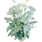 Silver Sword Philodendron hastatum (Silver queen)
