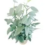 Silver Sword Philodendron hastatum (Silver queen)