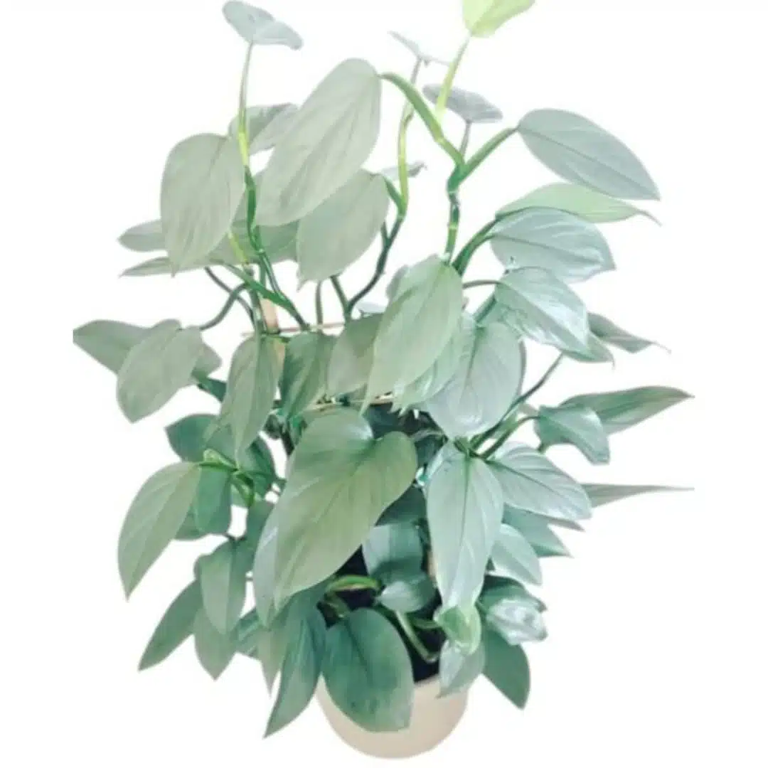 ring of fire philodendron varieties Philodendron Ring of Fire – Jungle & Loom