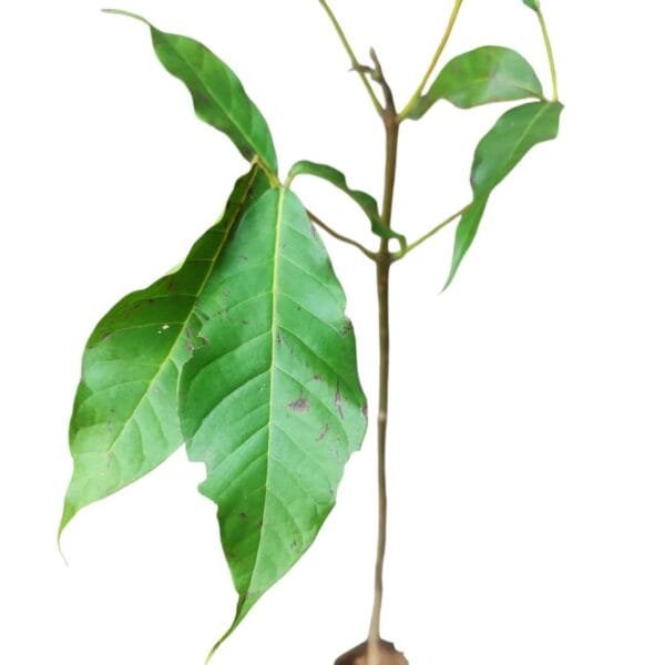 Tabebuia Rosea (Pink poui/Rosy trumpet) tree Pink - Image 4