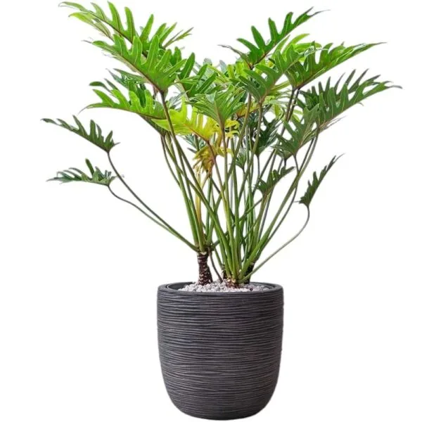 Philodendron Xanadu (Thaumatophyllum Xanadu) Green - Image 7