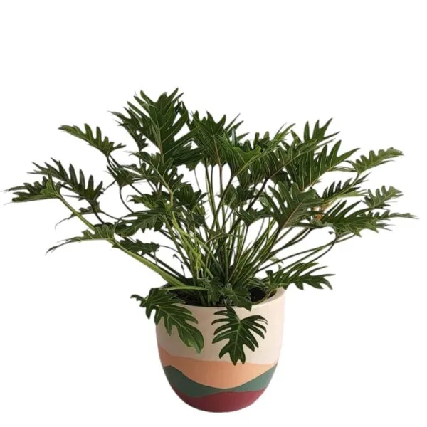 Philodendron Xanadu (Thaumatophyllum Xanadu) Green - Image 6