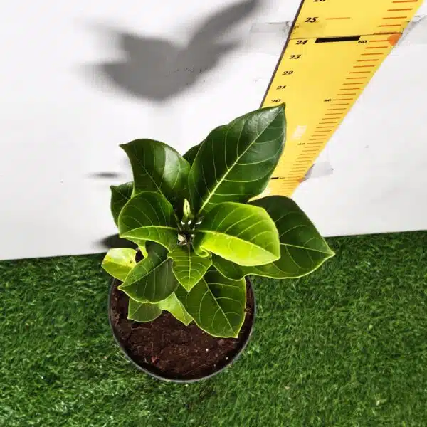 Yellow jackfruit- Grafted Plants - Image 10