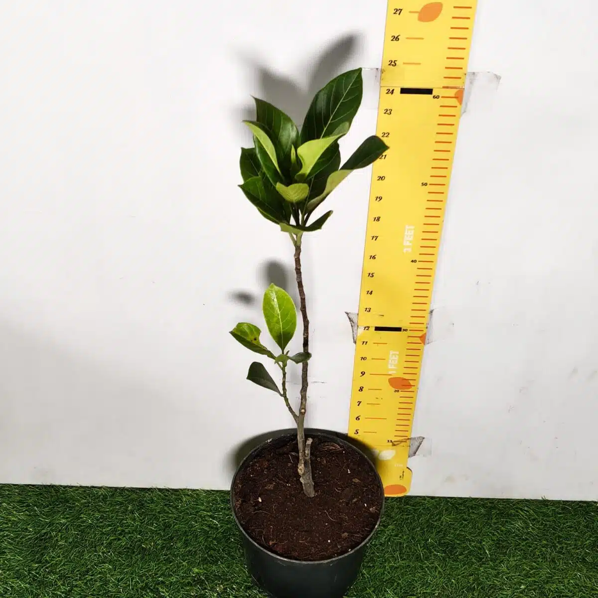 Yellow jackfruit- Grafted Plants - PlantsHub