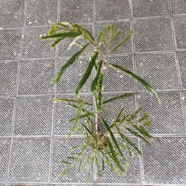 Amla Hybird Grafted (Phyllanthus emblica/Indian gooseberry) - Image 2