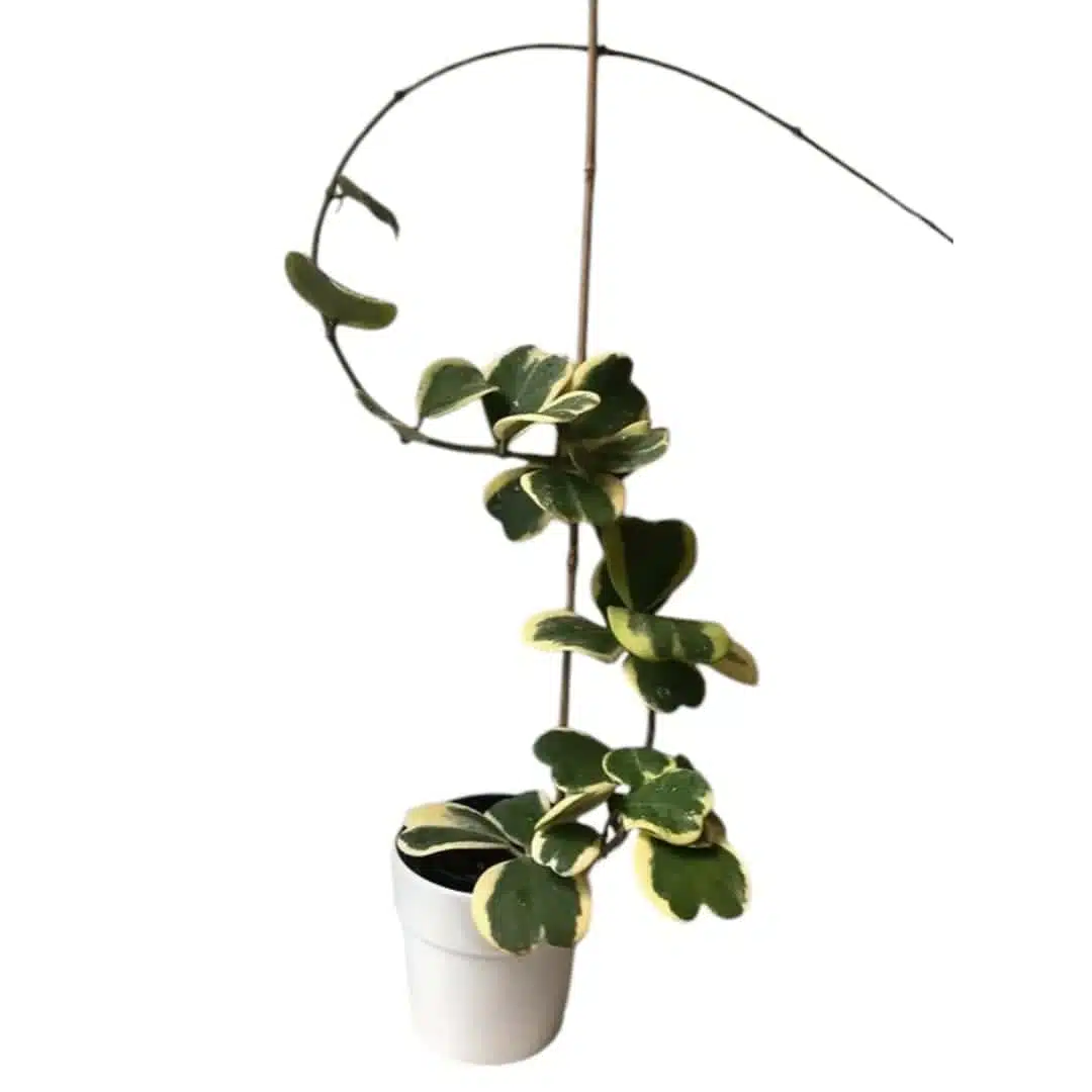 Hoya Heart (Kerrii) Variegated Multi Leaf - Image 8