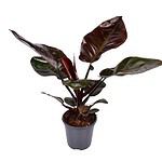 Black Cardinal Philodendron