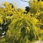 Golden bottle brush (Melaleuca bracteata)-MOSQUITO REPELLENT PLANT