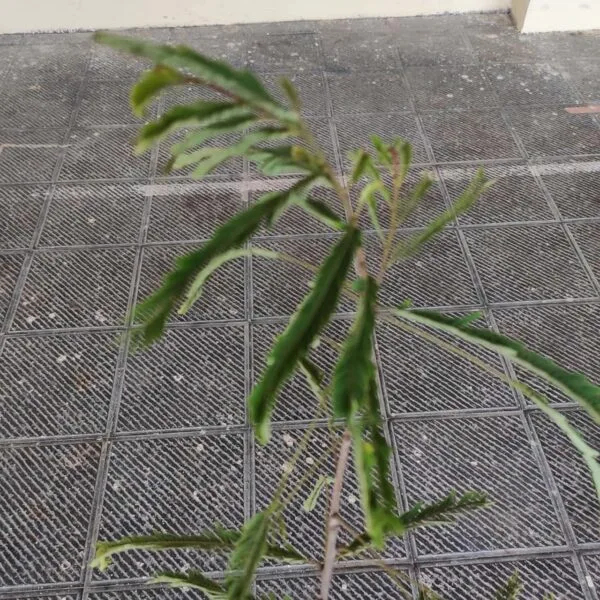 Amla Hybird Grafted (Phyllanthus emblica/Indian gooseberry) - Image 4