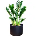 Curly ZZ (Zamioculcas zamiifolia) "Zenzi"