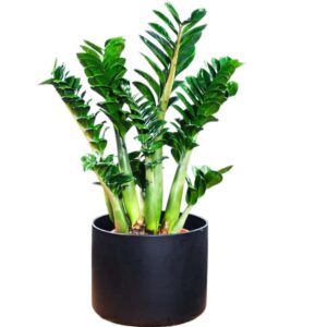 Curly ZZ (Zamioculcas zamiifolia) “Zenzi”