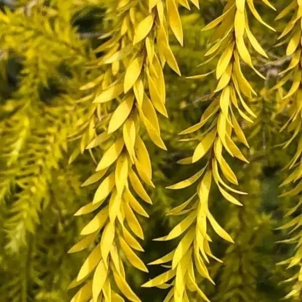 Golden bottle brush (Melaleuca bracteata)-MOSQUITO REPELLENT PLANT - Image 6