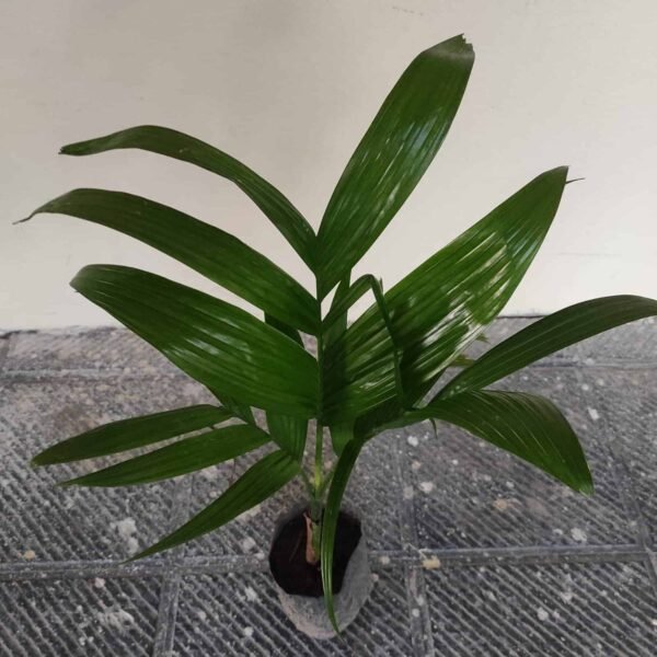 Hybrid Dwarf Betel Nut Supari Plant - Image 2