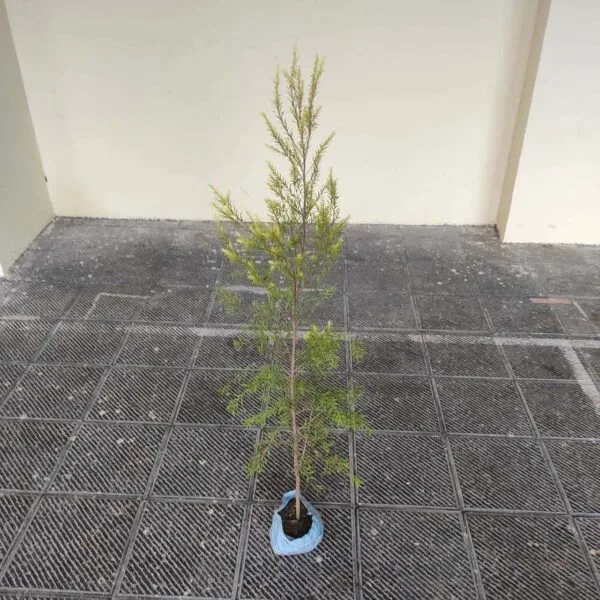 Golden bottle brush (Melaleuca bracteata)-MOSQUITO REPELLENT PLANT - Image 2