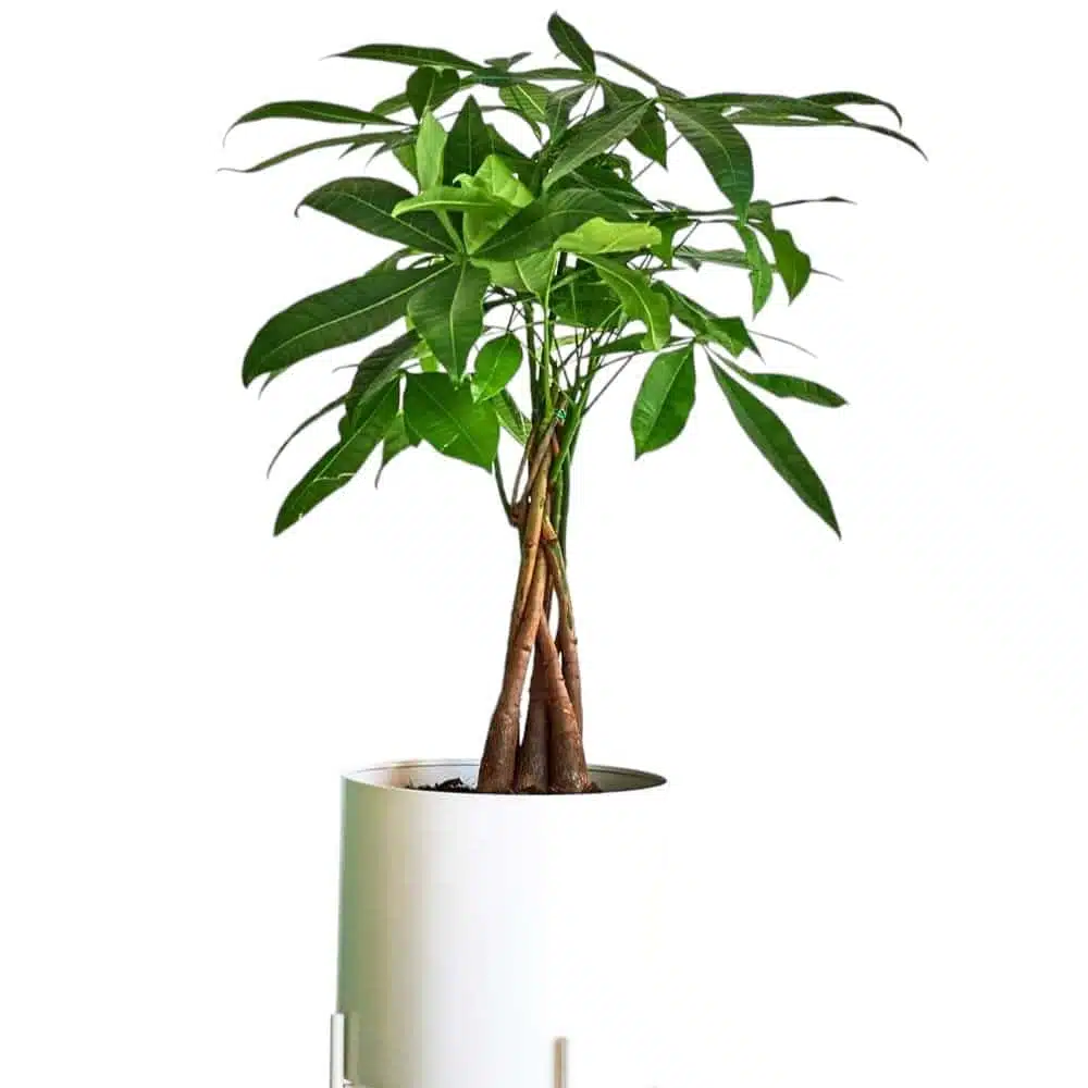 Money Tree (Pachira aquatica/Guiana Chestnut) - Image 3