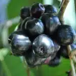 Black Jamun (Syzygium cumini) Grafted Plant