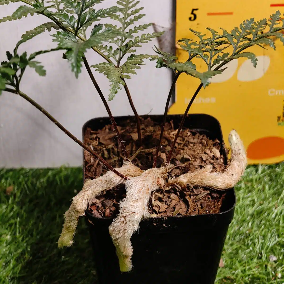 Rabbit's Foot Fern (Davallia fejeensis) - Image 10