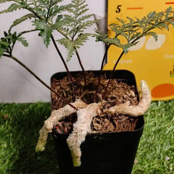 Rabbit's Foot Fern (Davallia fejeensis) - Image 10