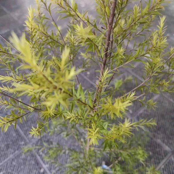 Golden bottle brush (Melaleuca bracteata)-MOSQUITO REPELLENT PLANT - Image 4
