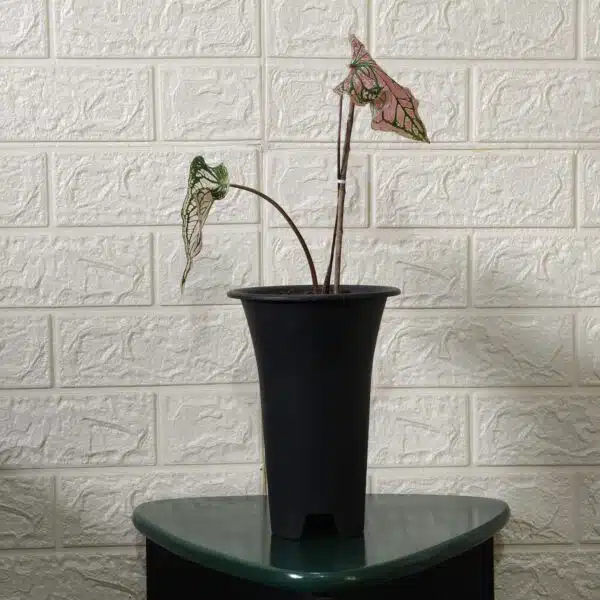 Caladium Thai Beauty - Image 2