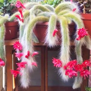 Cleistocactus Winteri White (Hildewintera colademononis)- Monkey Tail Cactus