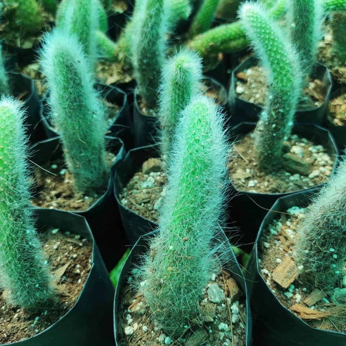 Cleistocactus Winteri (Hildewintera colademononis)-White Monkey Tail Cactus - Image 4