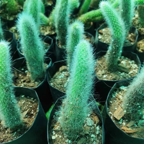 Cleistocactus Winteri White (Hildewintera colademononis)- Monkey Tail Cactus - Image 4