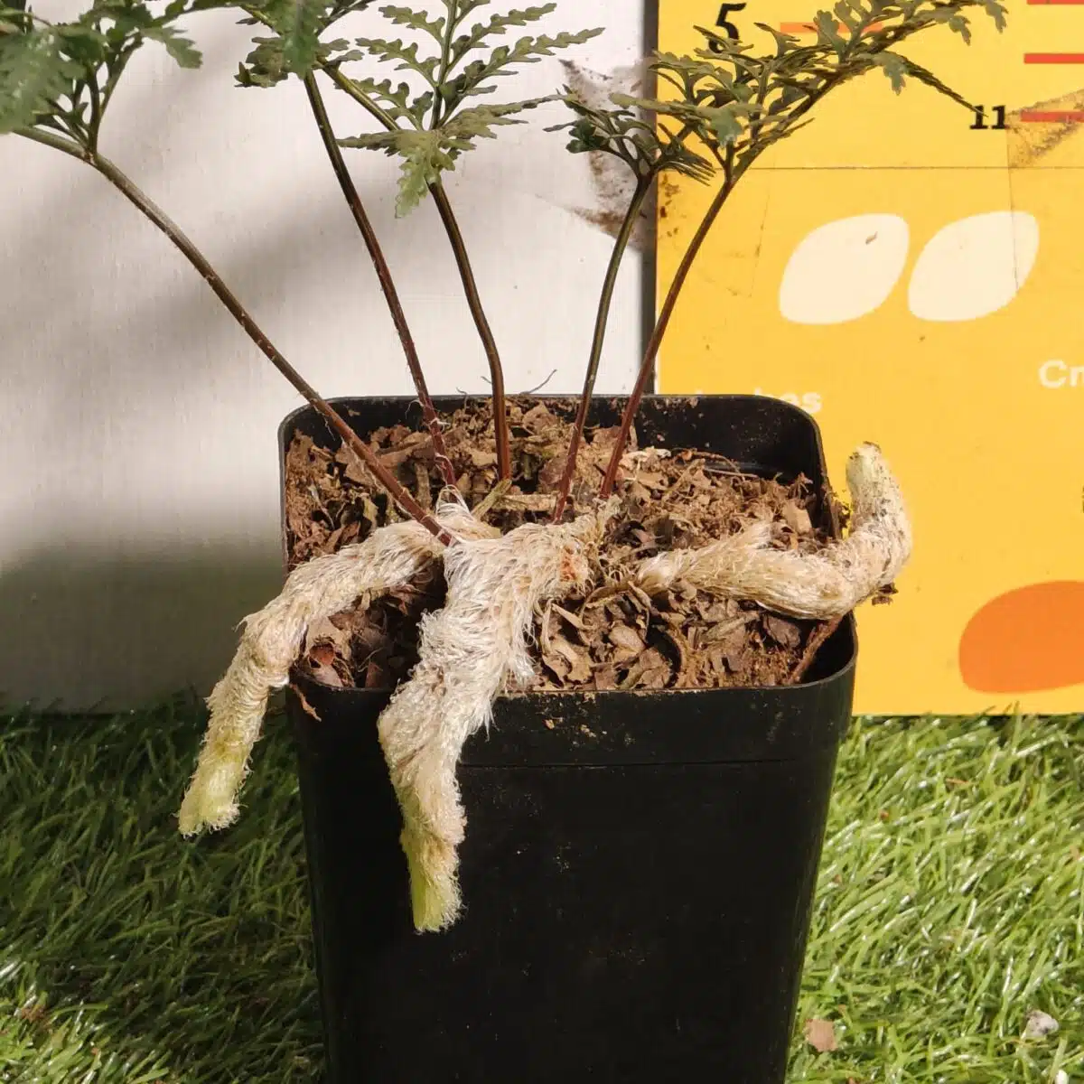 Rabbit's Foot Fern (Davallia fejeensis) - Image 9