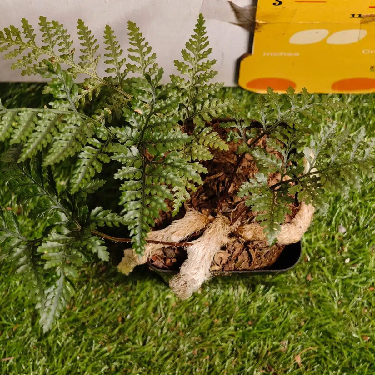 Rabbit's Foot Fern (Davallia fejeensis) - Image 20