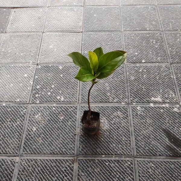 Thai pink jackfruit- Grafte Plants - Image 2