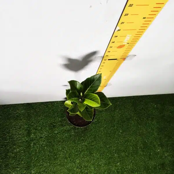 Yellow jackfruit- Grafted Plants - Image 9