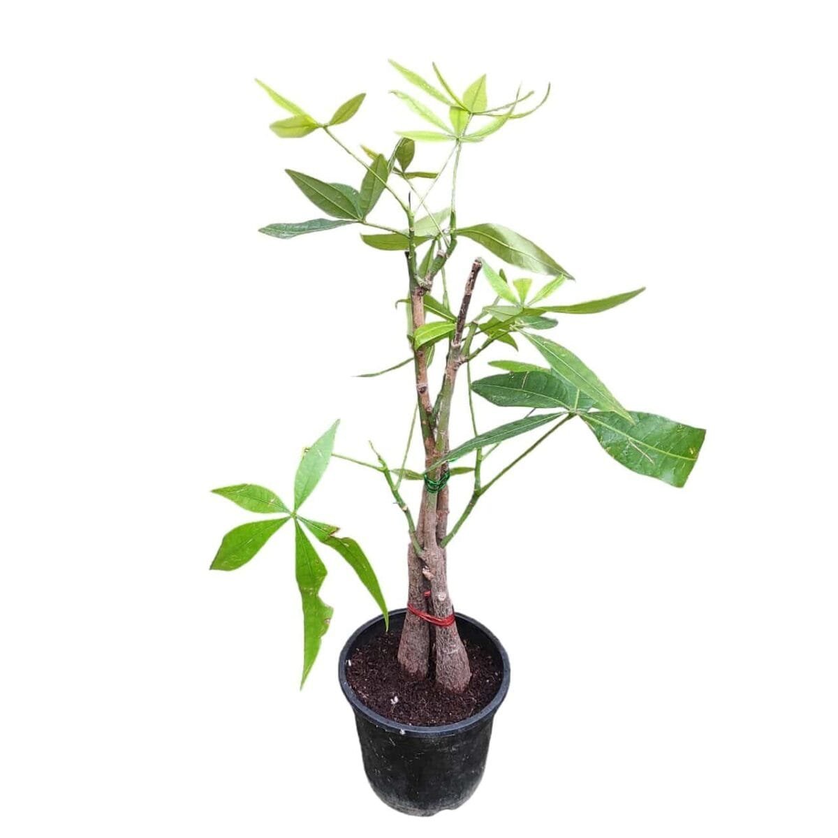 Money Tree (Pachira aquatica/Guiana Chestnut) - Image 2