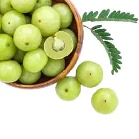 Amla Hybird Grafted (Phyllanthus emblica/Indian gooseberry) - Image 5